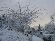 Ogród w zimie