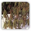 Podlewanie roślin zimą